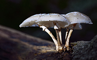 Porcelain Fungus (Oudemansiella mucida)